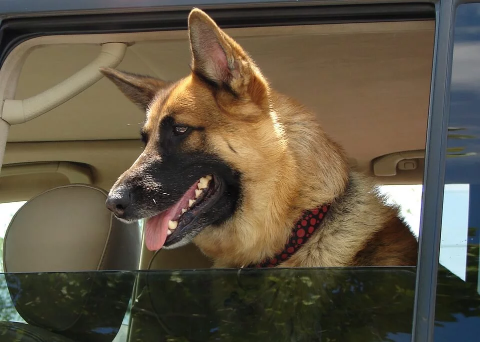 How to Cure Dog Car Anxiety