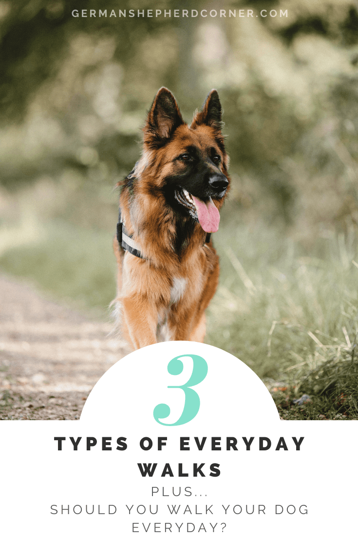 Do I Need to Walk My Dog Everyday